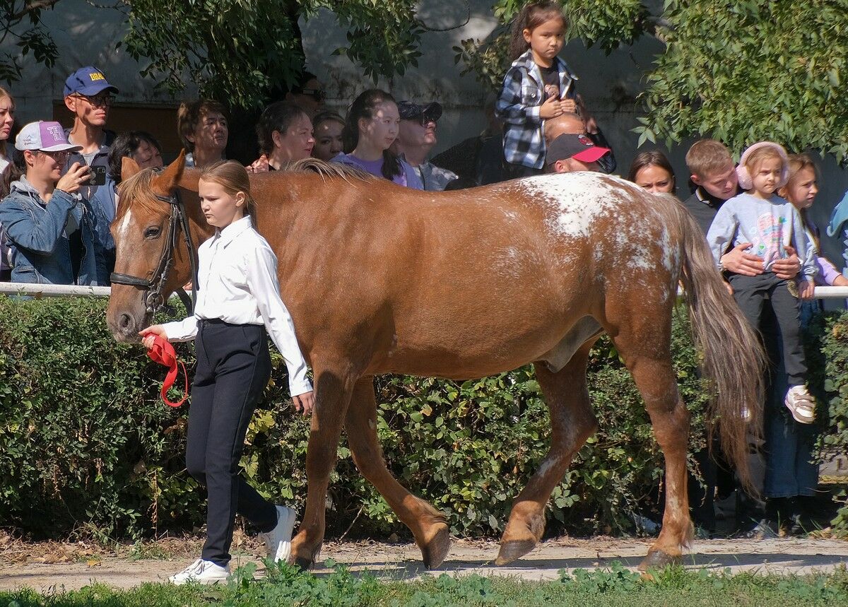 Уважаемая лошадь – Фото №4