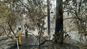 Генпрокуратура РК создала группу для расследования уголовного дела по факту лесного пожара