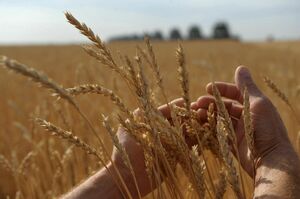 Зерновая сделка обернулась крахом