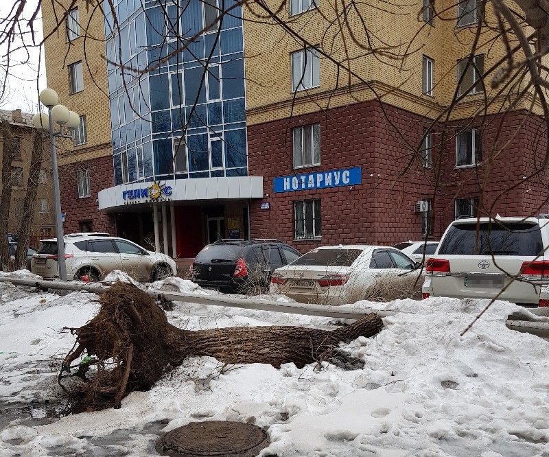 Свалившееся дерево, создавшее судебный прецедент, до сих пор не убрано с глаз долой.