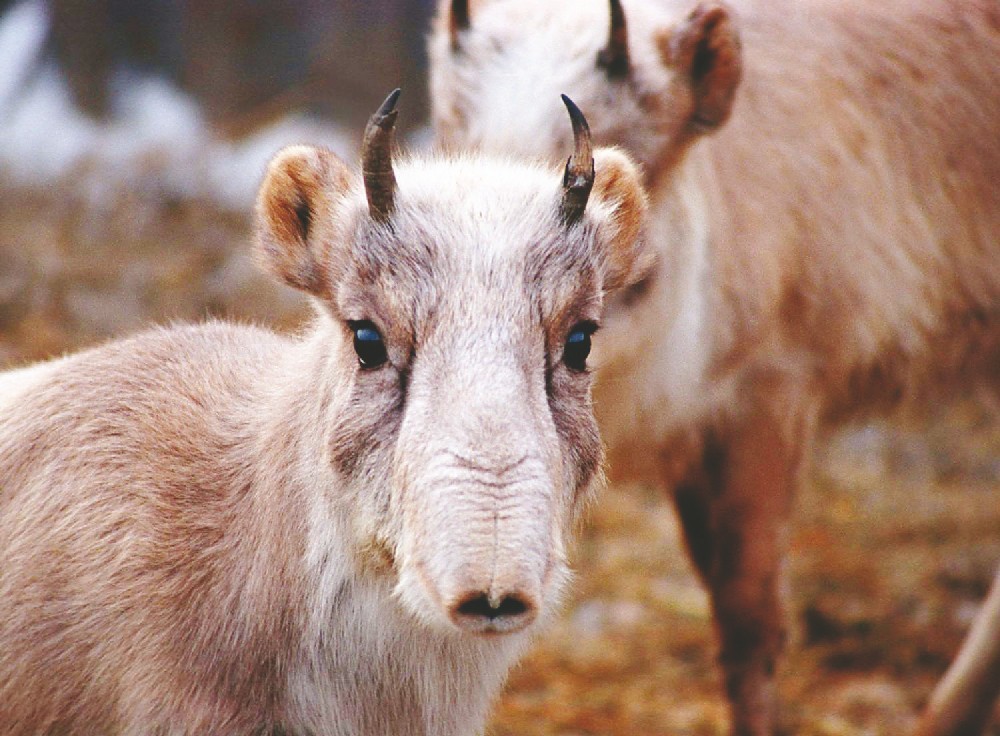 Фото с сайта siles.google.com