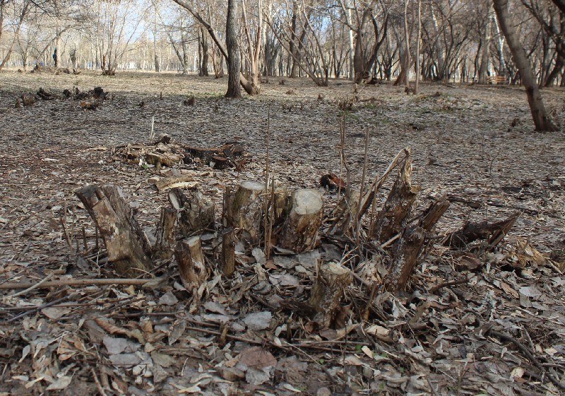 Все срубили, а высадить забыли.
