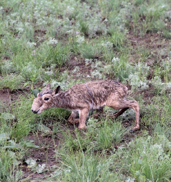 Фото предоставлены сотрудниками ветлаборатории и питомника