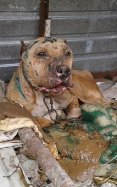 Белла-Торри.