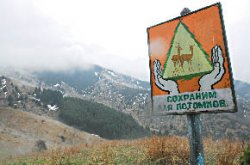 Ёлки - в палки