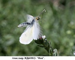 Камер хватит на всех