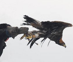 Под крылом беркута