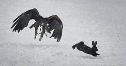 Под крылом беркута