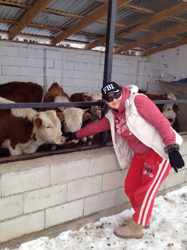 ...и породистых бычков. После ограбления скот распродали, работники разошлись.