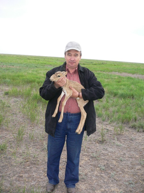 Гайса Абсатиров призывает заняться спасением сайгаков, а не подсчетом потерь.