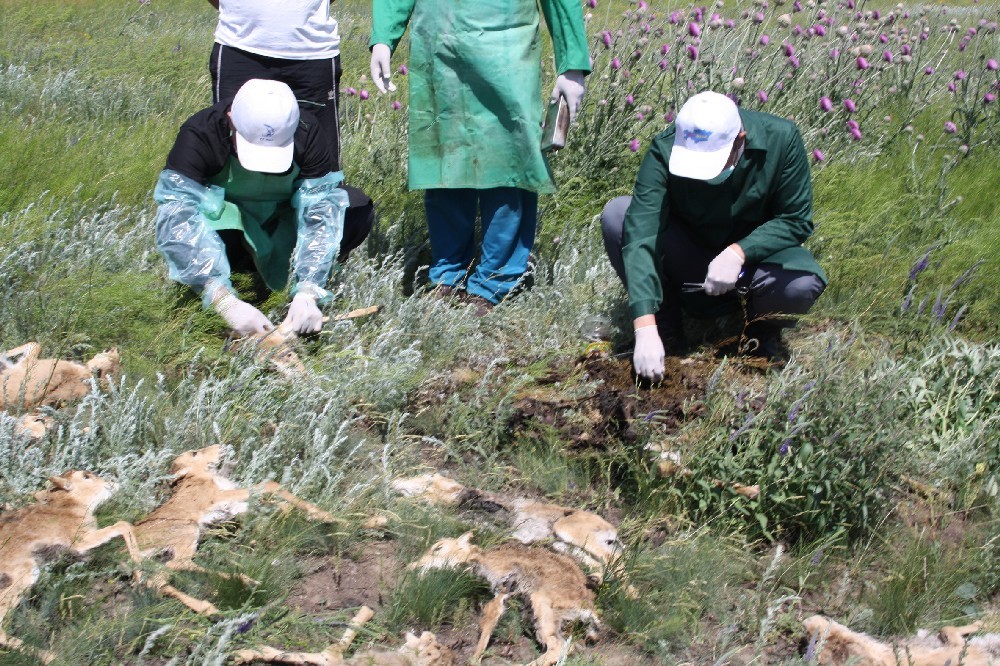 Печальное зрелище - кладбище молодняка.