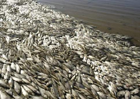 Массовый мор рыбы произошел в озере в Северном Казахстане (видео)