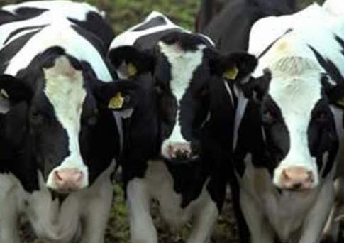  Крестьяне Восточно-Казахстанской области не хотят покупать  скот в кредит