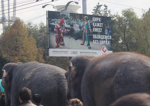 Казахский государственный цирк может судиться со страховой компанией из-за рекламного билборда