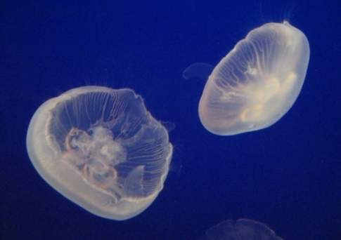 Мы веселые медузы!
