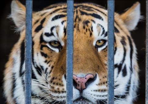  В зоопарке Барнаула тигр напал на школьницу