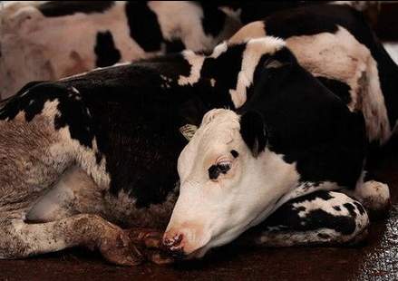 В Карагандинской области до 20 голов увеличился падеж скота из-за неизлечимой болезни