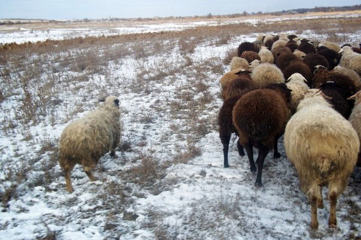 Овцы и наркотики