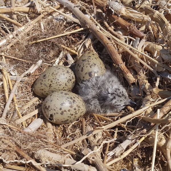 Сидим спокойно, а вокруг чайки! – Фото №2 Сидим спокойно, а вокруг чайки! – Фото №2