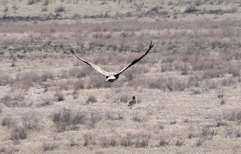Быстрый беркут любую добычу возьмёт – Фото №15