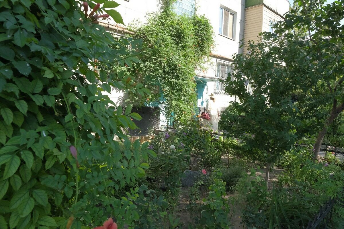 Алматинцы превратили палисадники в огороды и сады – Фото №6 Алматинцы превратили палисадники в огороды и сады – Фото №6