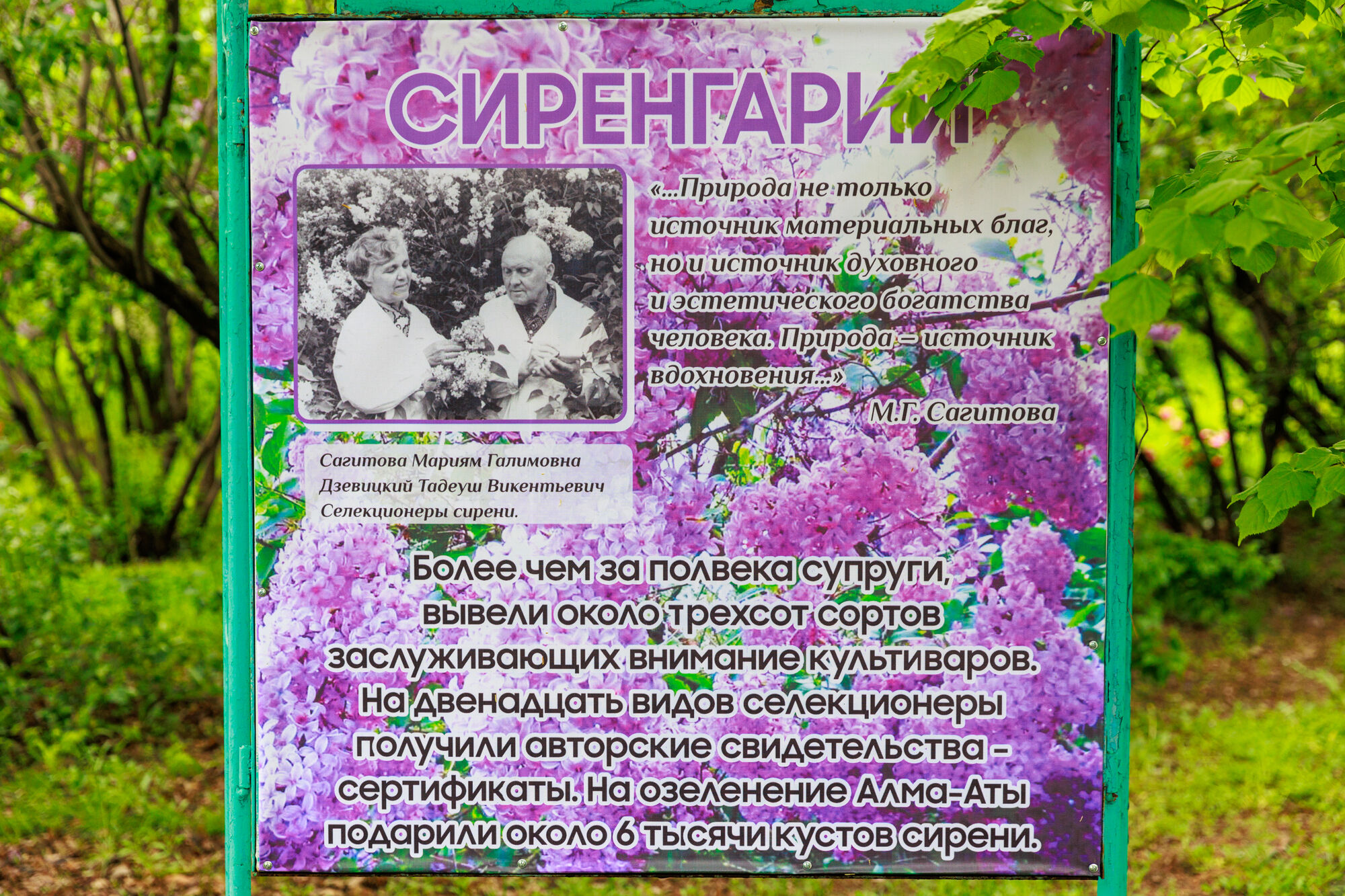 Сиреневый праздник – Фото №3 Сиреневый праздник – Фото №3