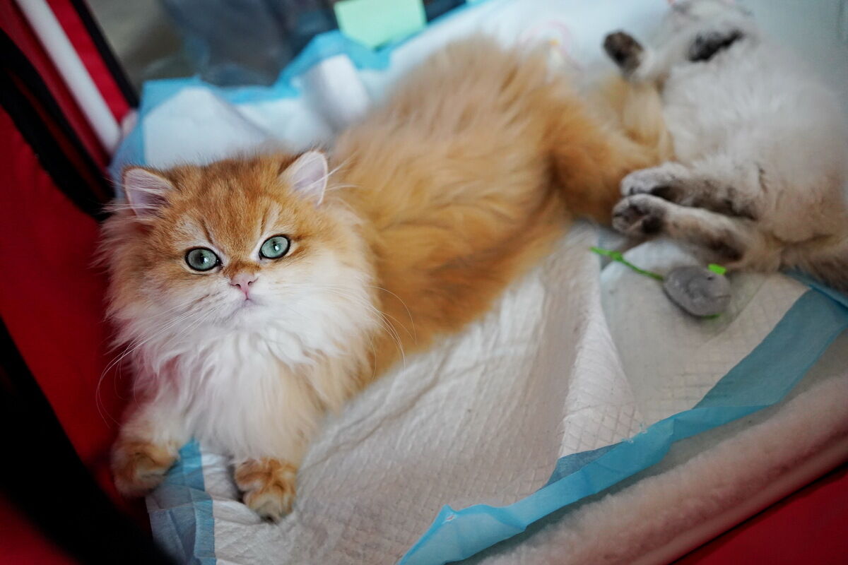 Купили бы котёнка за миллион? – Фото №13 Купили бы котёнка за миллион? – Фото №13