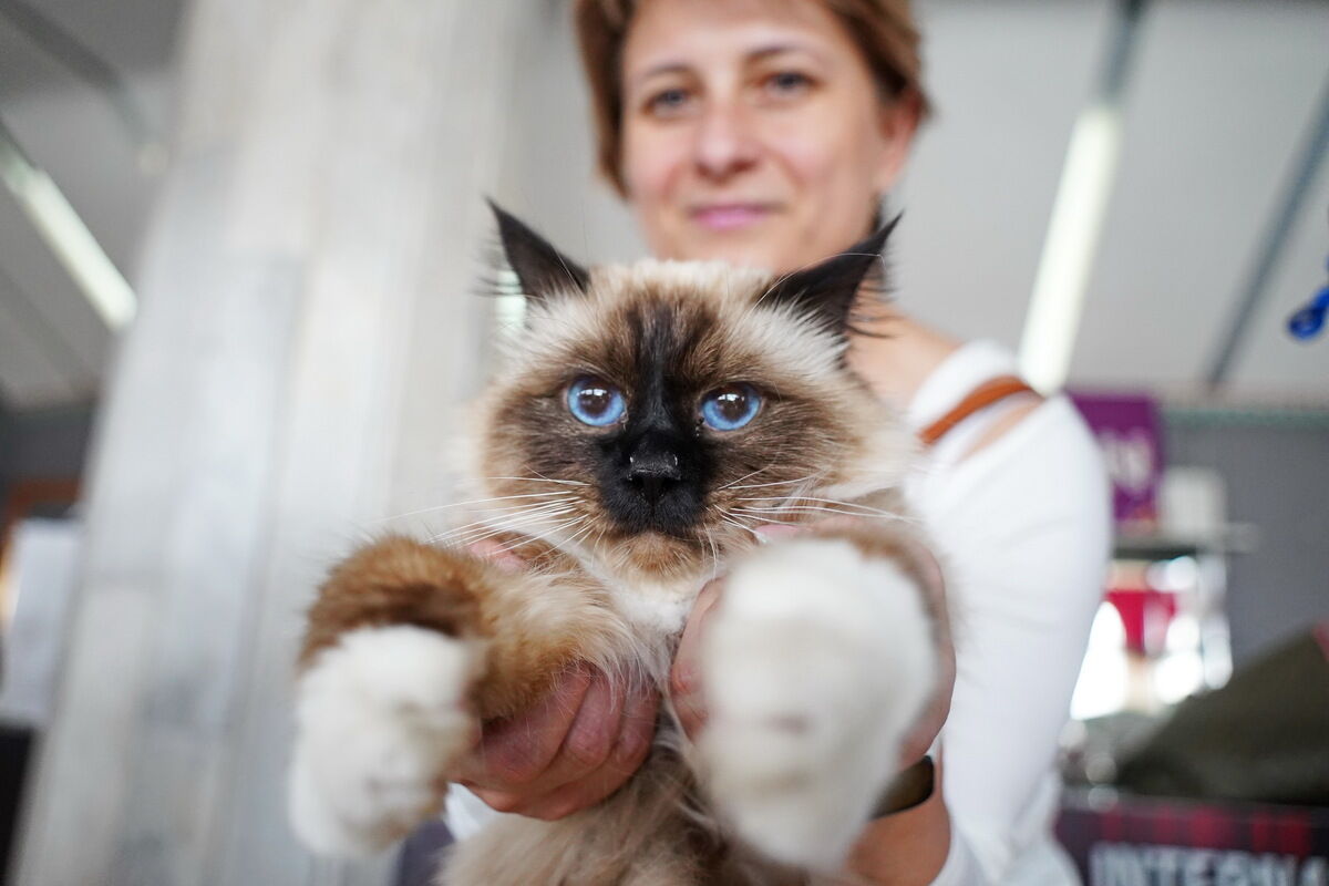 Купили бы котёнка за миллион? – Фото №1 Купили бы котёнка за миллион? – Фото №1