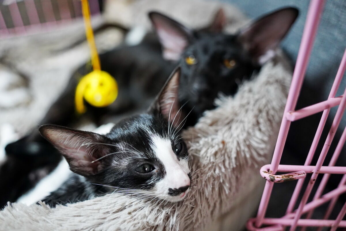 Купили бы котёнка за миллион? – Фото №6 Купили бы котёнка за миллион? – Фото №6