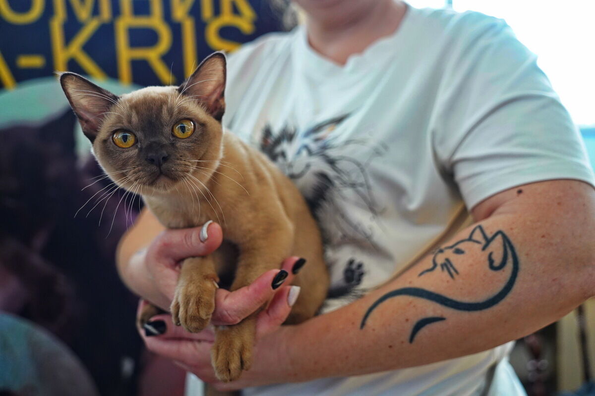 Купили бы котёнка за миллион? – Фото №17 Купили бы котёнка за миллион? – Фото №17