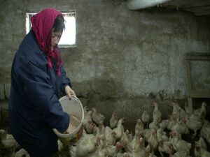 Каждому - по яичку