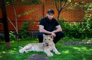 Львиные страсти