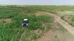Более 1,5 тонны конопли уничтожили в Жамбылской области