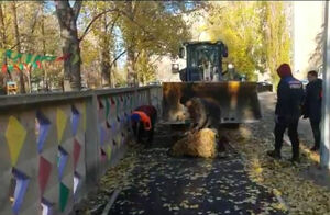 На ковре из жёлтых листьев