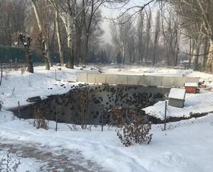 Едят утки