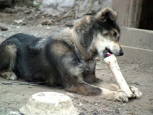 На коротком поводке