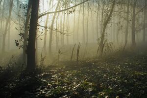 Сходил по грибы...