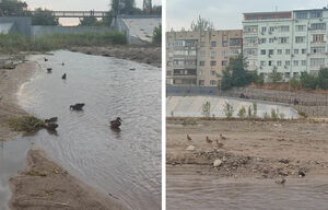 Кряквы на городском пруду