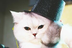Кот в шляпе