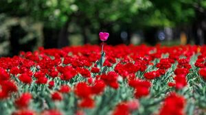 Рассадник  для “флористов”