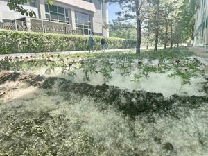 То пожар, то аллергия