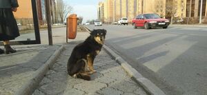 Айболит с гастролями