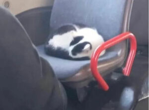 Кот ездит зайцем