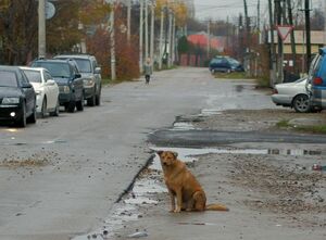 Пёс мне друг, но...