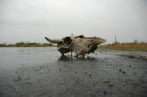 Плата за охоту