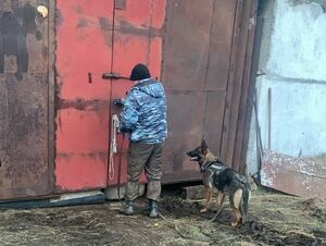 Похотливые твари