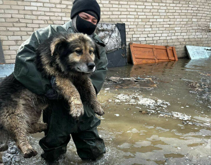 Остался охранять хозяйское добро