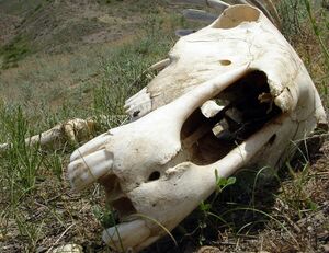 Павший скот опасности не несёт