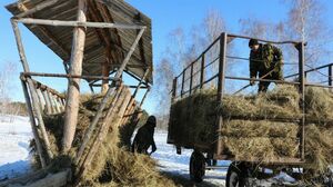 Охрана для ёлок