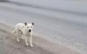 Дело лап утопающих